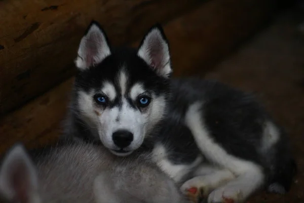 Cuccioli Husky Siberiani Con Gli Occhi Azzurri — Foto Stock