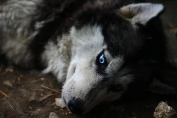 Siberiano Husky Retrato Perro Con Ojos Azules — Foto de Stock