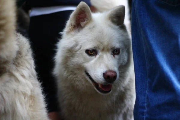 Siberiano Husky Retrato Perro Con Ojos Azules — Foto de Stock