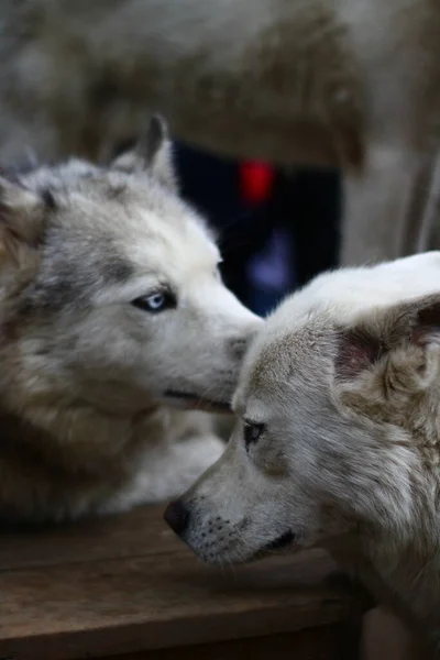 Husky Perros Jugando Entre — Foto de Stock