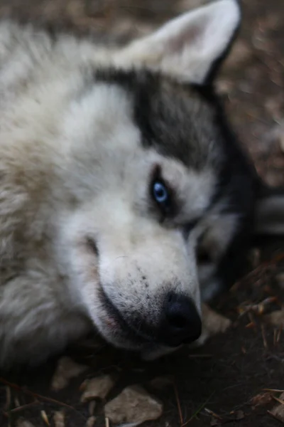 Siberiano Husky Retrato Perro Con Ojos Azules —  Fotos de Stock