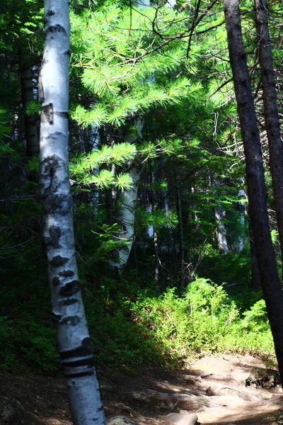 Huş Ağacı Ladin Ağaçları Yaz Mevsiminde Karışık — Stok fotoğraf