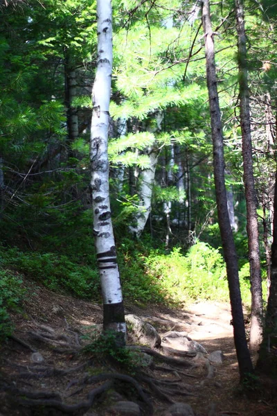 Berken Sparren Cederbomen Gemengde Bos Zomer — Stockfoto