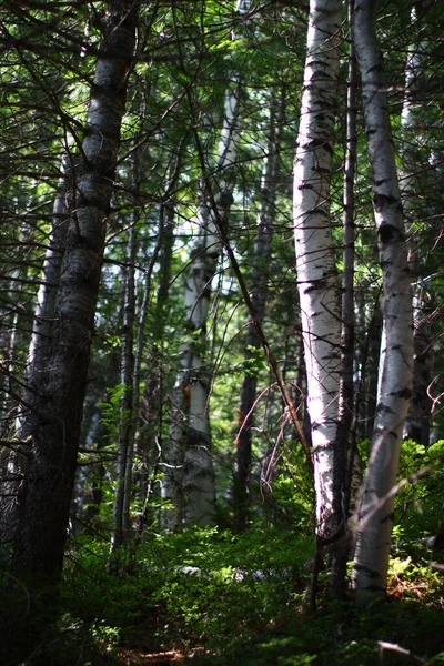 Berken Sparren Cederbomen Gemengde Bos Zomer — Stockfoto