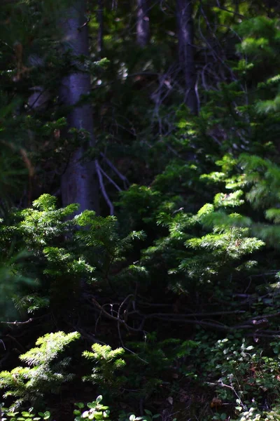 Jonge Sparren Boomtakken Met Dennennaalden Gemengd Taiga Bos — Stockfoto