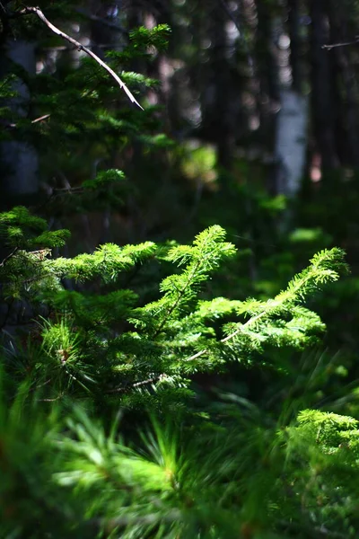 Tayga Ormanlarında Köknar Iğneli Genç Ladin Dalları — Stok fotoğraf