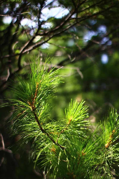 Cedrowe Gałęzie Igłami Jodłowymi Wiecznie Zielony Las — Zdjęcie stockowe