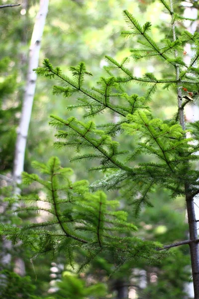 Fiatal Lucfenyő Ágak Fenyő Tűlevelekkel Vegyes Taiga Erdőben — Stock Fotó