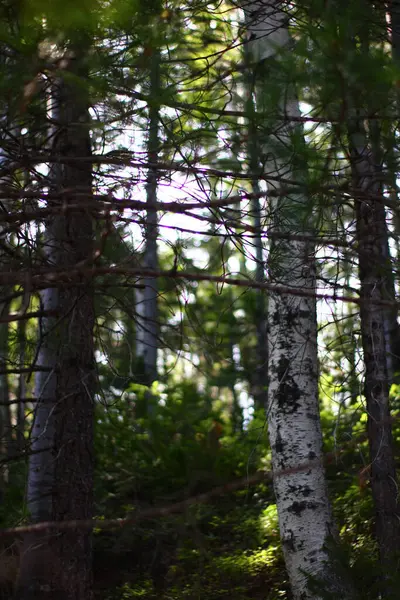 Huş Ağacı Ladin Ağaçları Yaz Mevsiminde Karışık — Stok fotoğraf