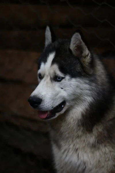 Sibirien Husky Porträtthund Med Blå Ögon — Stockfoto