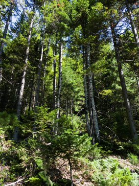 Yoğun yaz ormanı ve huş ağaçları