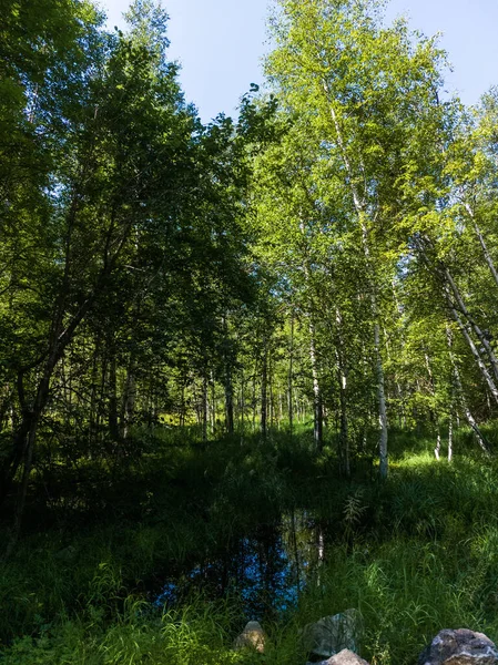 Floresta Mista Verão Densa Com Bétulas — Fotografia de Stock