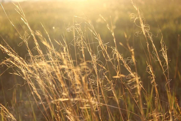 Gele Gras Herfst Weide Bij Zonsondergang Licht — Stockfoto