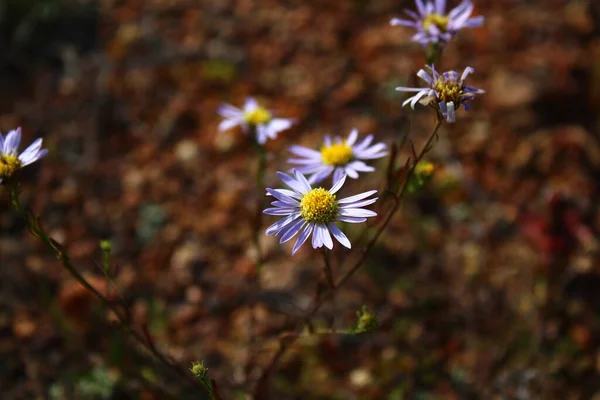 Heteropappusis Agenusofasianasplantas Con Flores Familia Las Margaritas —  Fotos de Stock