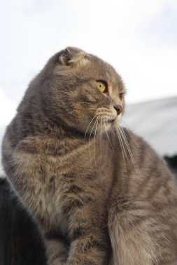 Tekir İskoç Katlanmış Kedi Yavru Kedi portresi