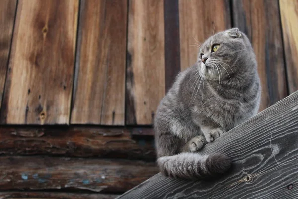 Tabby Scottish Fold Cat Young Kitten Porträtt — Stockfoto