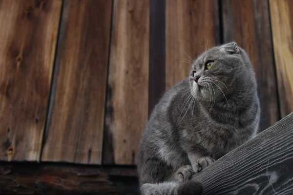 Tabby Scottish Fold Cat Νεαρό Πορτρέτο Γατάκι — Φωτογραφία Αρχείου