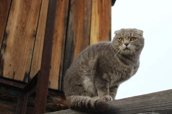 Tabby Skót Fold Macska Fiatal Kiscica Portré — Stock Fotó