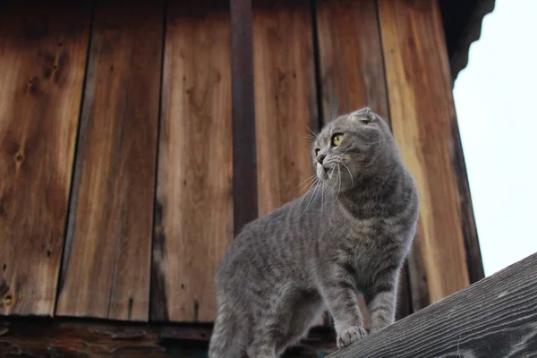 Tabby Skót Fold Macska Fiatal Kiscica Portré — Stock Fotó