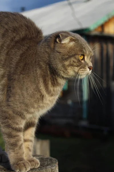 Tabby Scottish Fold Cat Retrato Gatinho Jovem — Fotografia de Stock