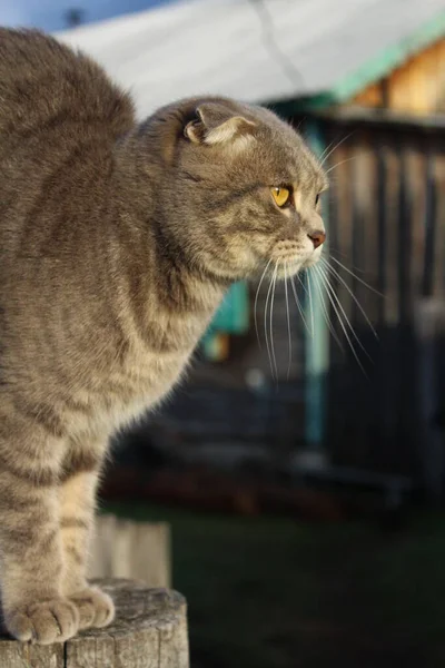 Tabby Skót Fold Macska Fiatal Kiscica Portré — Stock Fotó