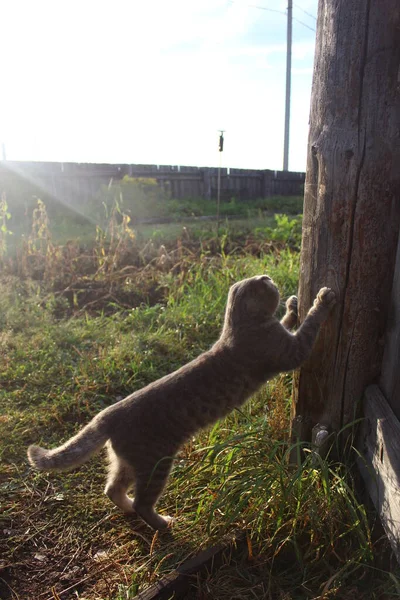 Tabby Skót Fold Macska Fiatal Cica Kaparás Karmok Kerítés — Stock Fotó