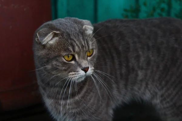 Tabby Scottish Fold Cat Young Kitten Porträtt — Stockfoto