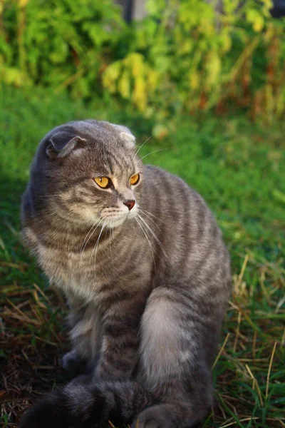 Tabby Scottish Fold Cat Young Kitton Summer Green Grass — 스톡 사진