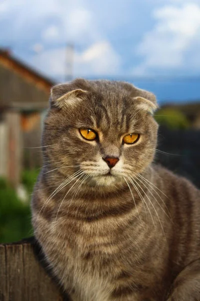 Tabby Scottish Fold Cat Νεαρό Πορτρέτο Γατάκι — Φωτογραφία Αρχείου