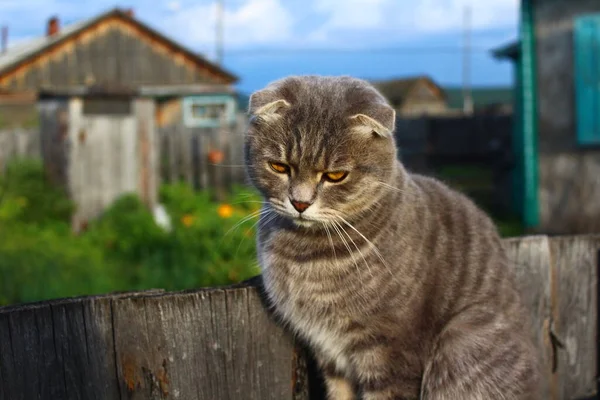 Портрет Тэбби Скоттиш Фолд Котенок — стоковое фото