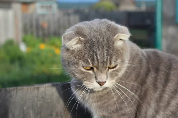 Tabby Scottish Fold Cat Young Kitten Portrait — 스톡 사진