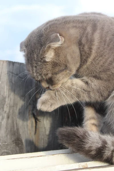 Tabby Escocés Doblar Gato Aseo Lamiendo Pata —  Fotos de Stock