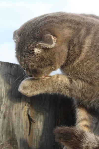 Tabby Scottish Fold Cat Grooming Licking Paw — 图库照片