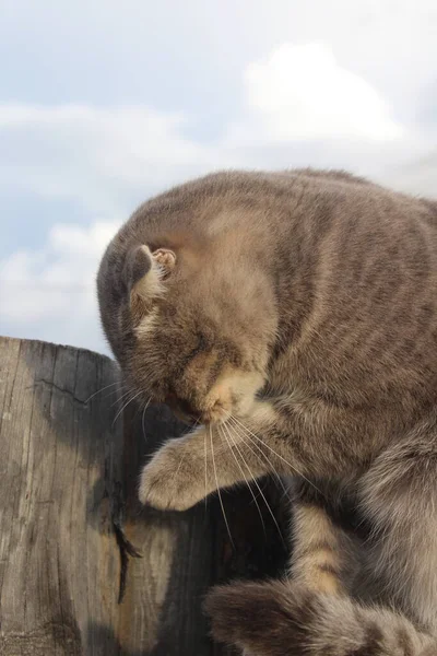 Tabby Scottish Fold Cat Grooming Licking Paw — Stock Photo, Image
