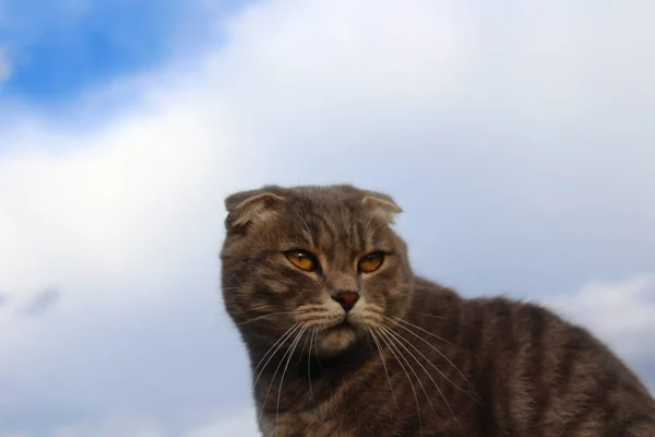 Tabby Scottish Fold Cat Young Kitton Portrait Cloudy Sky — 스톡 사진