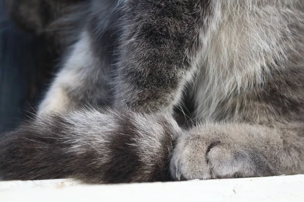 Tabby Scottish Fold Patas Gato Cauda Close — Fotografia de Stock