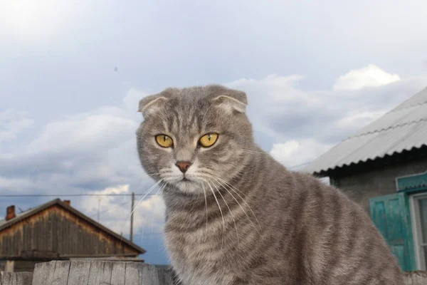 Tabby Scottish Fold Cat Young Kitten Porträtt — Stockfoto