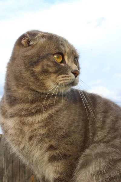 Tabby Scottish Fold Cat Young Kitten肖像 — 图库照片