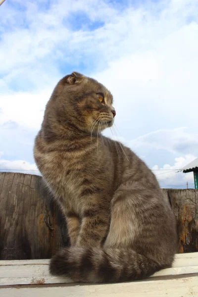 Tabby Scottish Fold Cat Young Kitten Porträtt — Stockfoto