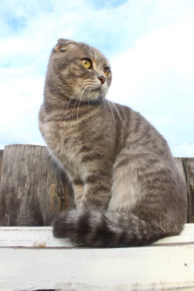 Tabby Scottish Fold Cat Young Kitten肖像 — 图库照片