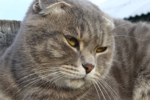 Tabby Scottish Fold Cat Young Kitten Portrait — Stock Photo, Image