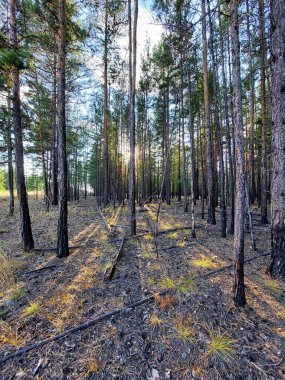 Çam ağaçlarının arka planı. İnce düz gövdeli, kozalaklı, yeni, sık ağaçlık ağaçlar yeniden ağaçlandırılmış. 