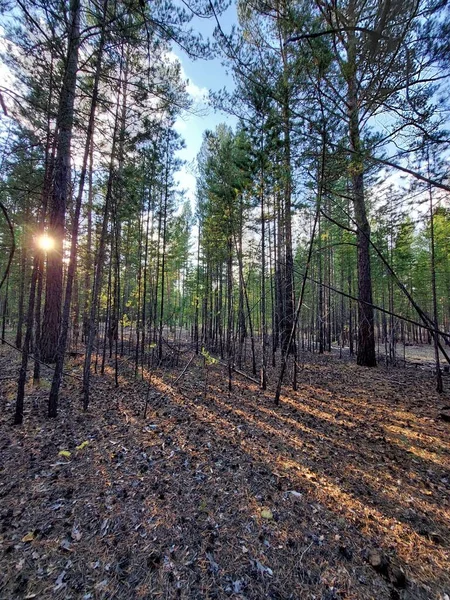 Borovice Pozadí Jehličnaté Stále Zelené Nové Husté Lesní Stromy Tenkými — Stock fotografie