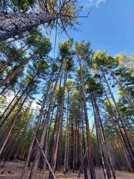 Borovicové Lesy Proti Modré Obloze Mrakům — Stock fotografie