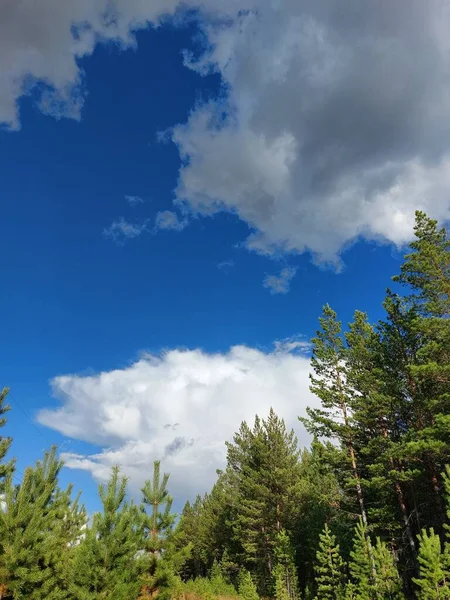 Borovicové Lesy Proti Modré Obloze Mrakům — Stock fotografie