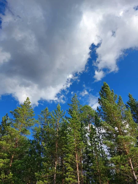 Boschi Pino Contro Cielo Azzurro Nuvole — Foto Stock