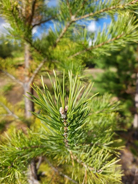 Foto Van Altijdgroene Dennenboom Tak Met Groene Naalden — Stockfoto