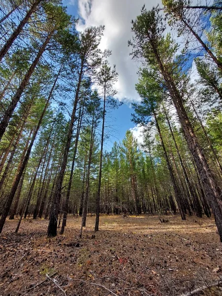 Bosque Pinos Contra Cielo Azul Nubes — Foto de Stock