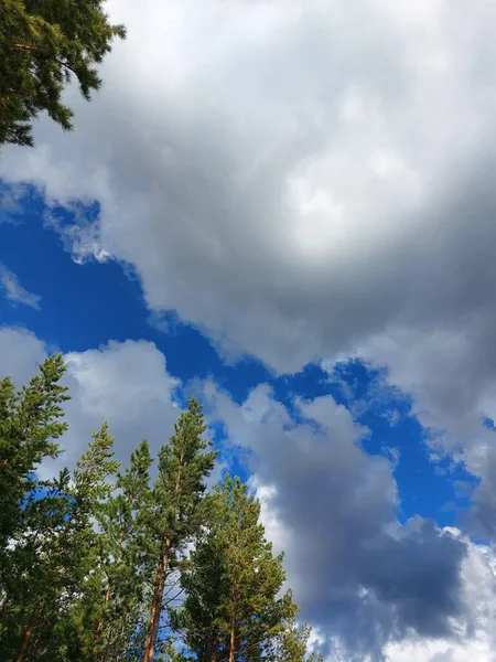 Çam Ağaçları Masmavi Gökyüzüne Bulutlara Karşı — Stok fotoğraf