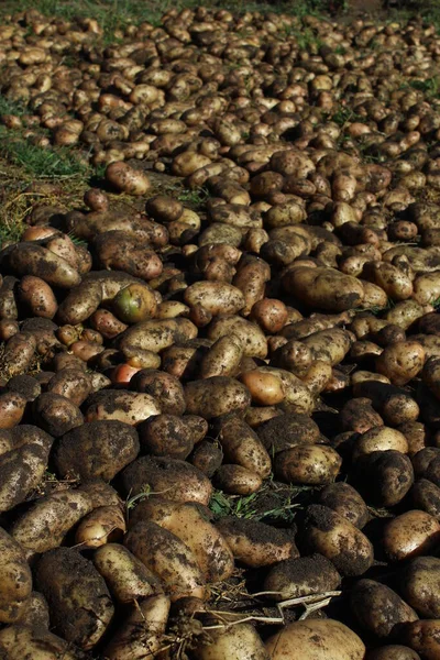 Harvesting potato on agricultural field